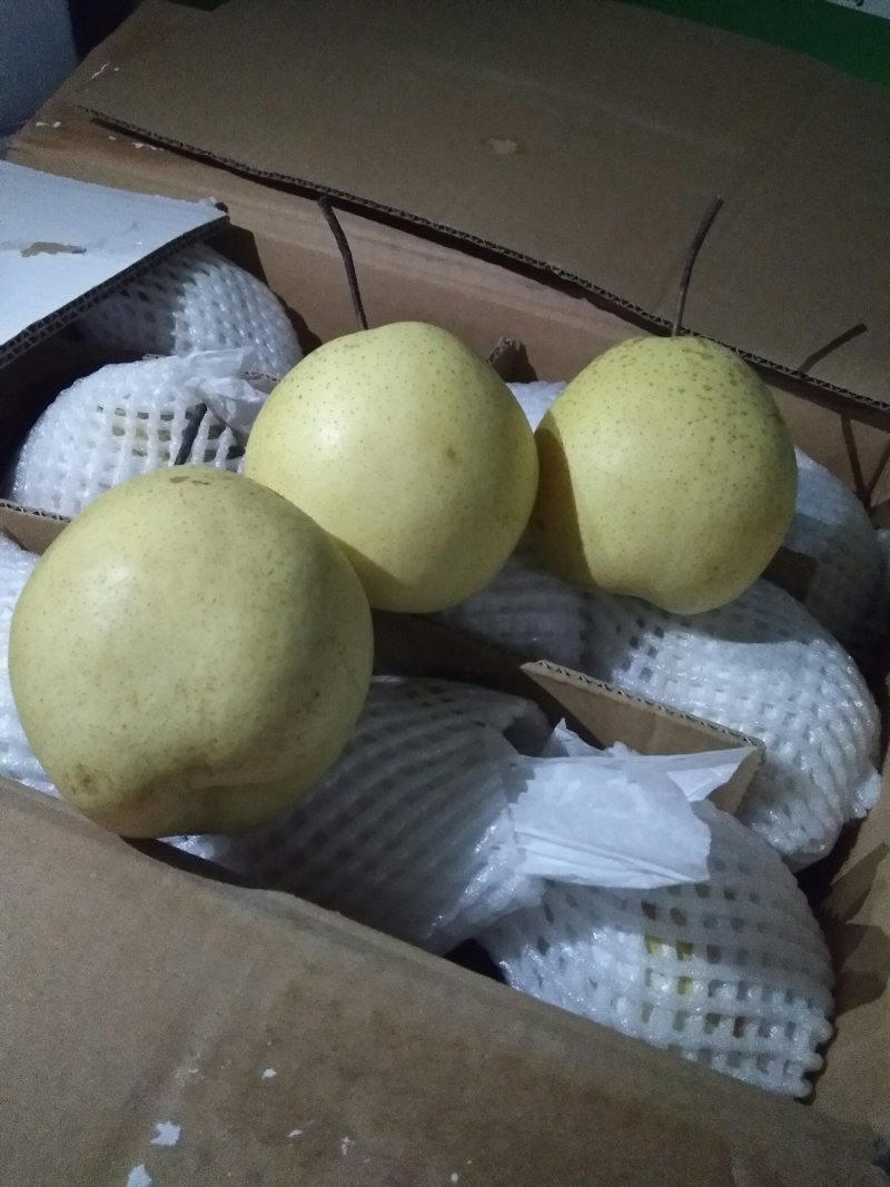河北雪花梨正式上市了，储存发市场已经开始了