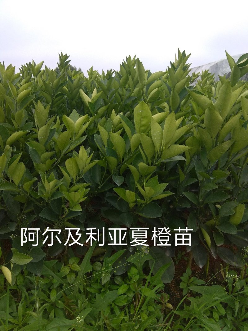 夏橙地苗，包正宗假一赔十，杯苗提供免费种植技术