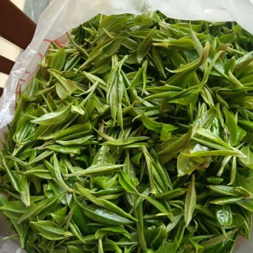 野生大树茶叶