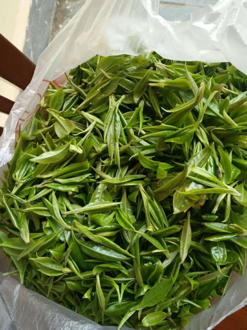 野生大树茶叶