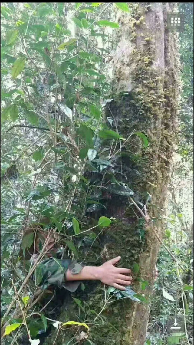 野生大树茶叶