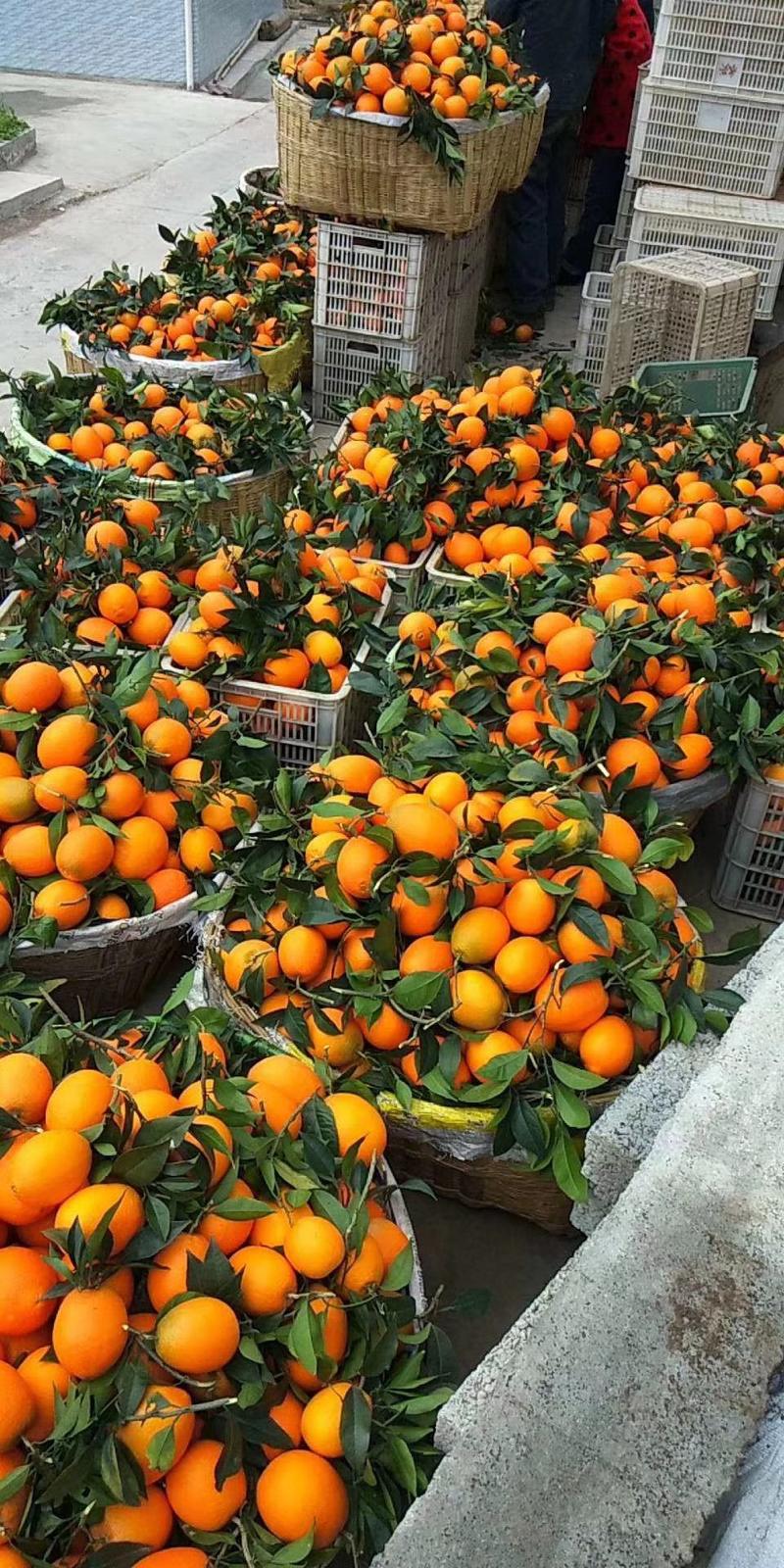 锦橙，一手货源，口感纯正，价格实惠，供货期长，