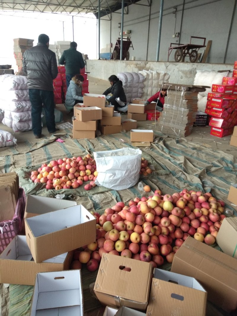 山西运城精品红富士苹果大量供应价格优惠欢迎来电洽谈