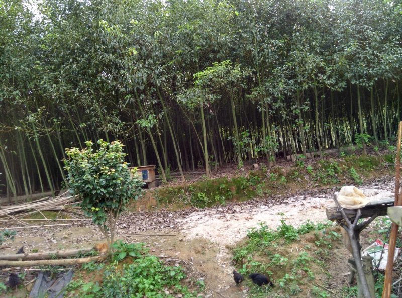 香樟