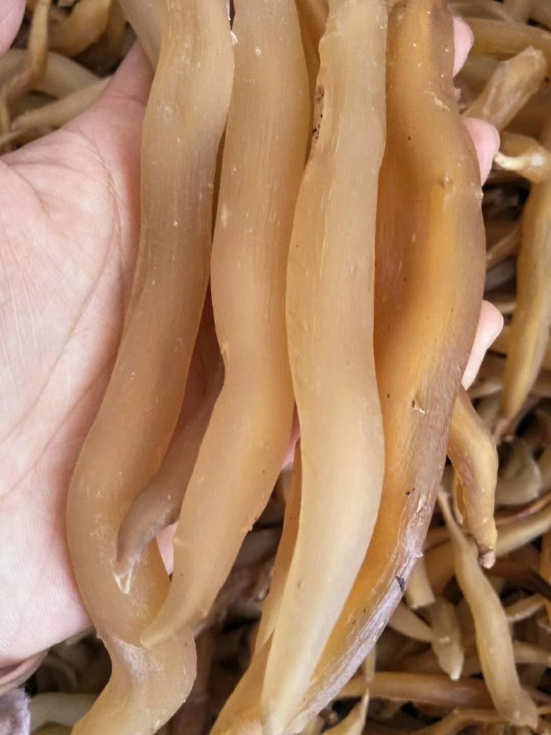 云南野生天门冬