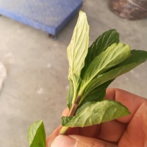 薄荷