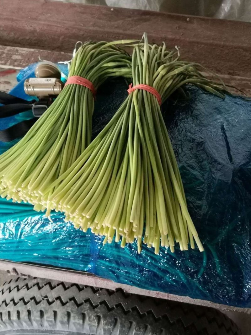 红帽蒜薹～冷库红帽蒜苔～产地直供～代发全国各地
