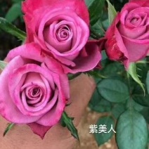云南紫色玫瑰花种苗，自产自销量大从优成活率高抗病能力强