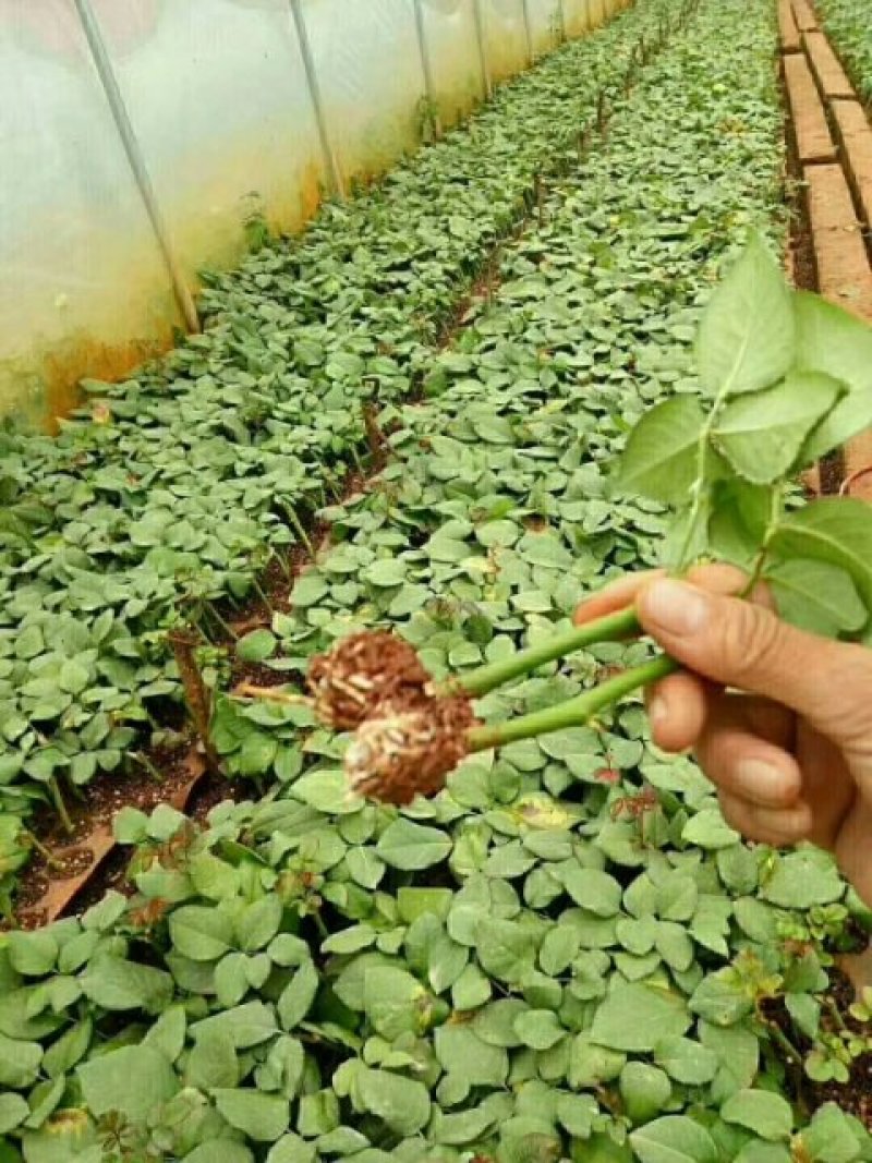 云南紫色玫瑰花种苗，自产自销量大从优成活率高抗病能力强