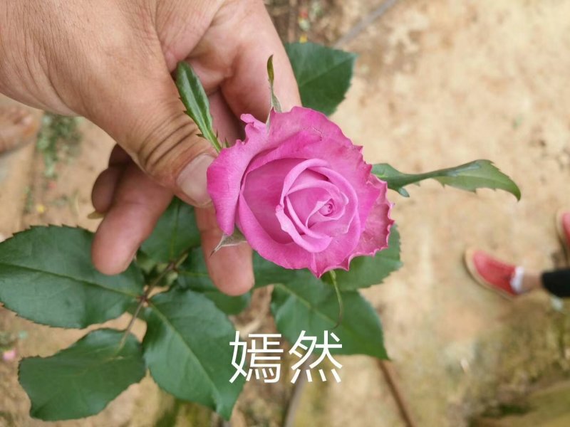 云南紫色玫瑰花种苗，自产自销量大从优成活率高抗病能力强