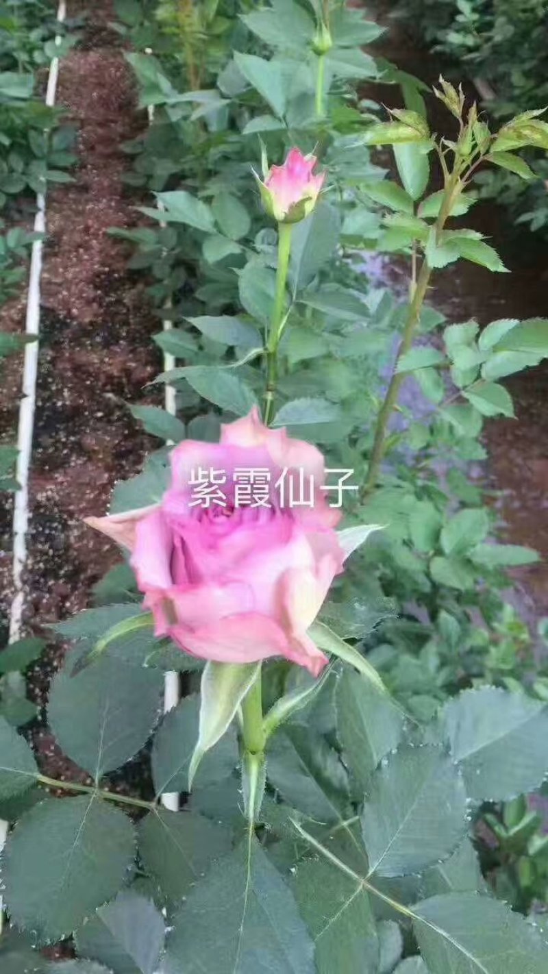 云南紫色玫瑰花种苗，自产自销量大从优成活率高抗病能力强