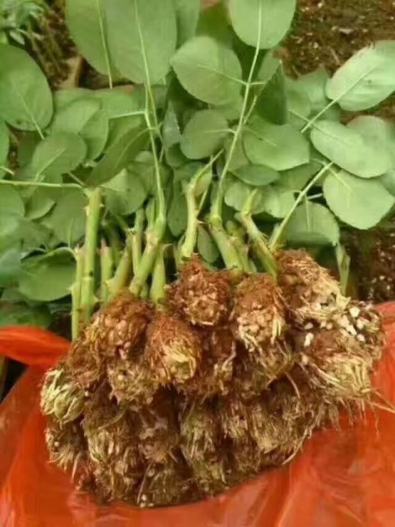 云南紫色玫瑰花种苗，自产自销量大从优成活率高抗病能力强