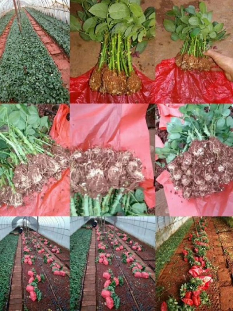 云南紫色玫瑰花种苗，自产自销量大从优成活率高抗病能力强