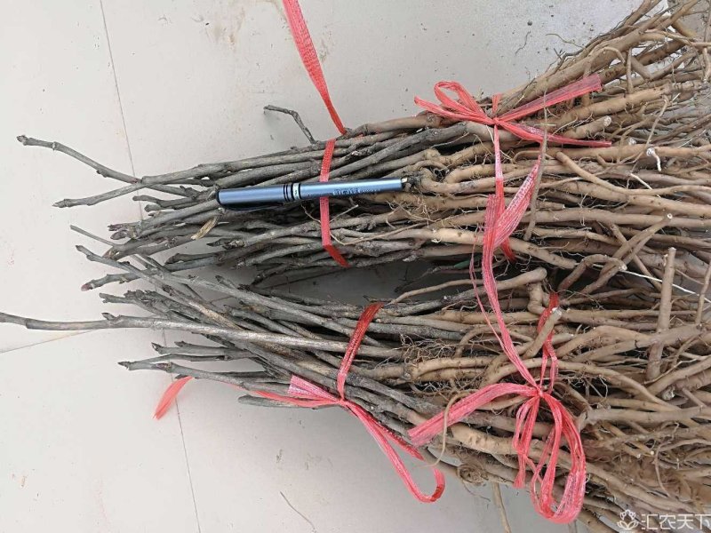 药用牡丹苗3年药用牡丹苗，牡丹苗基地直销，批发价。