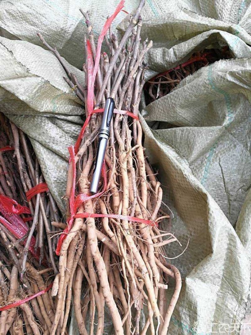 药用牡丹苗3年药用牡丹苗，牡丹苗基地直销，批发价。