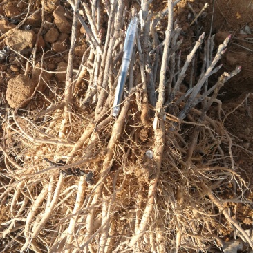 药用牡丹苗3年药用牡丹苗，牡丹苗基地直销，批发价。
