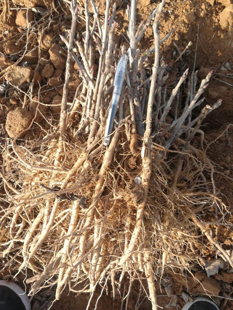 药用牡丹苗3年药用牡丹苗，牡丹苗基地直销，批发价。