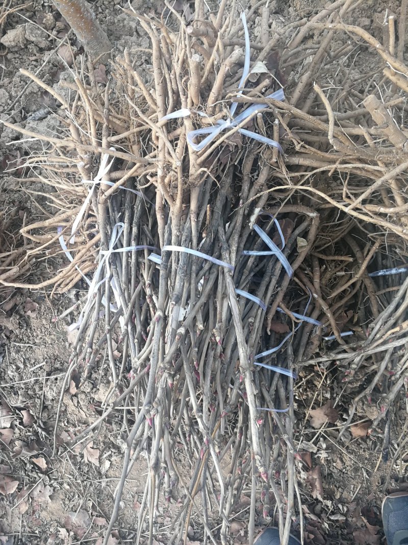药用牡丹苗3年药用牡丹苗，牡丹苗基地直销，批发价。