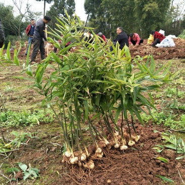 【精品】多花姜型不倒苗高产黄精种苗，基地直供