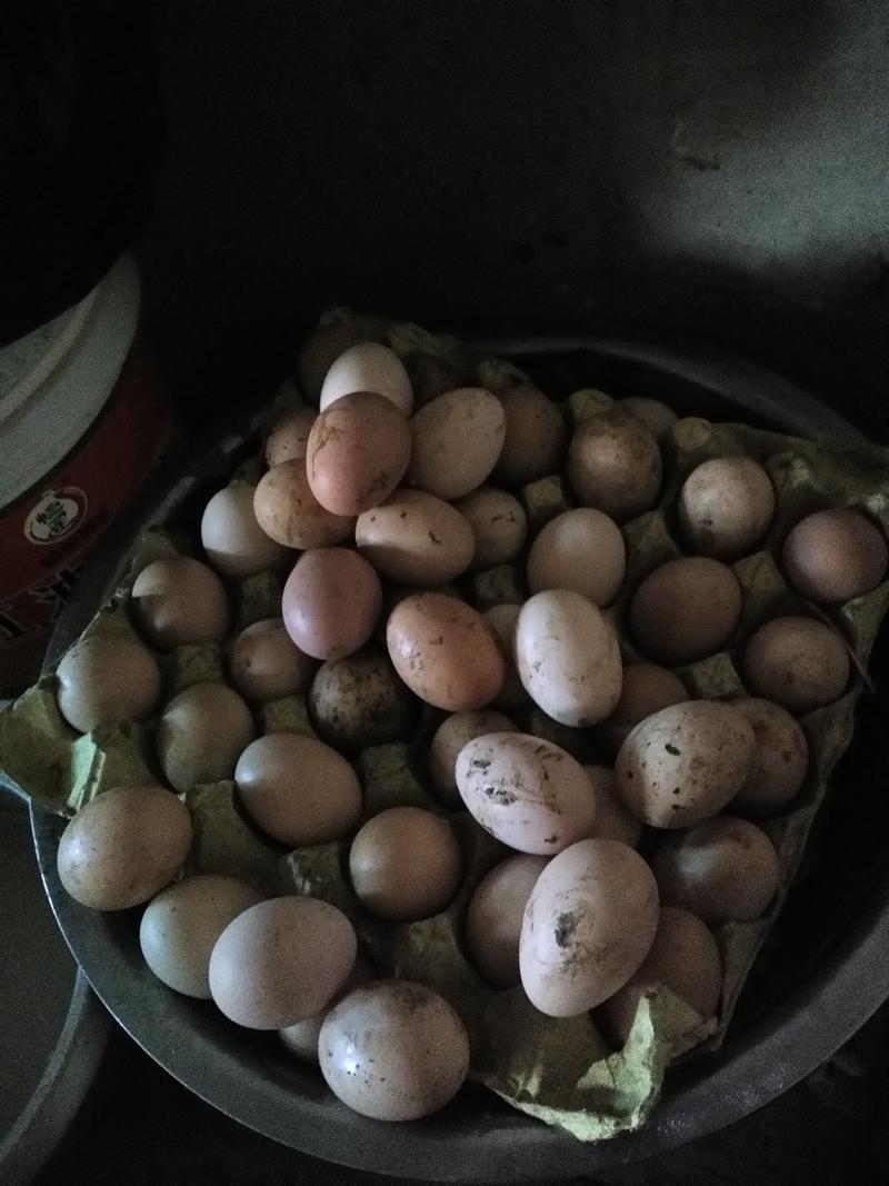 种蛋，受精种蛋，越南斗鸡种蛋