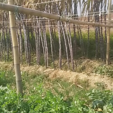 黄皮甘蔗3毛一斤黑皮5毛