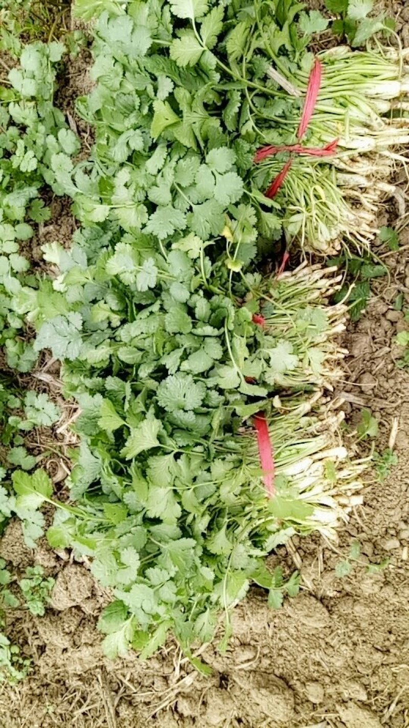 大棚香菜