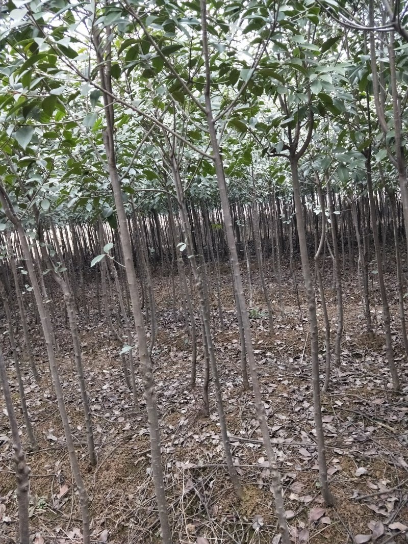 红叶石楠