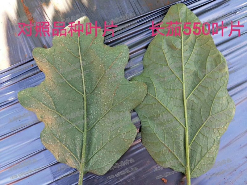 【包邮】长茄550绿萼长茄硬度高味道鲜美颜色亮
