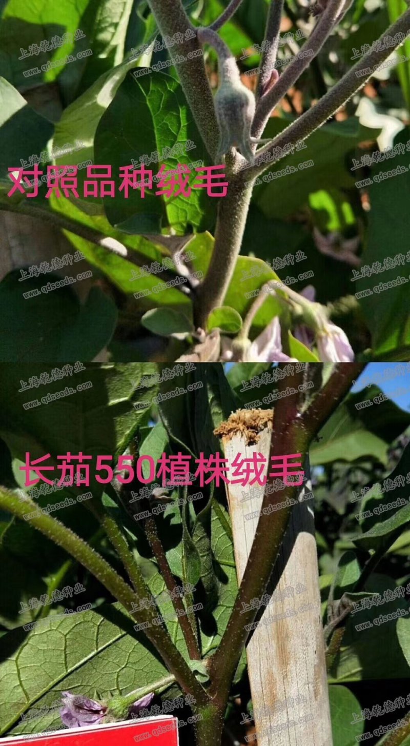 【包邮】长茄550绿萼长茄硬度高味道鲜美颜色亮