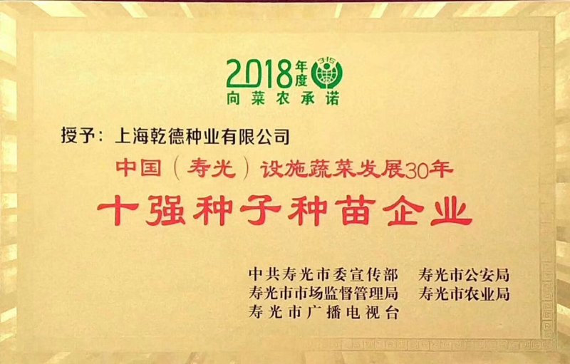 【包邮】长茄550绿萼长茄硬度高味道鲜美颜色亮