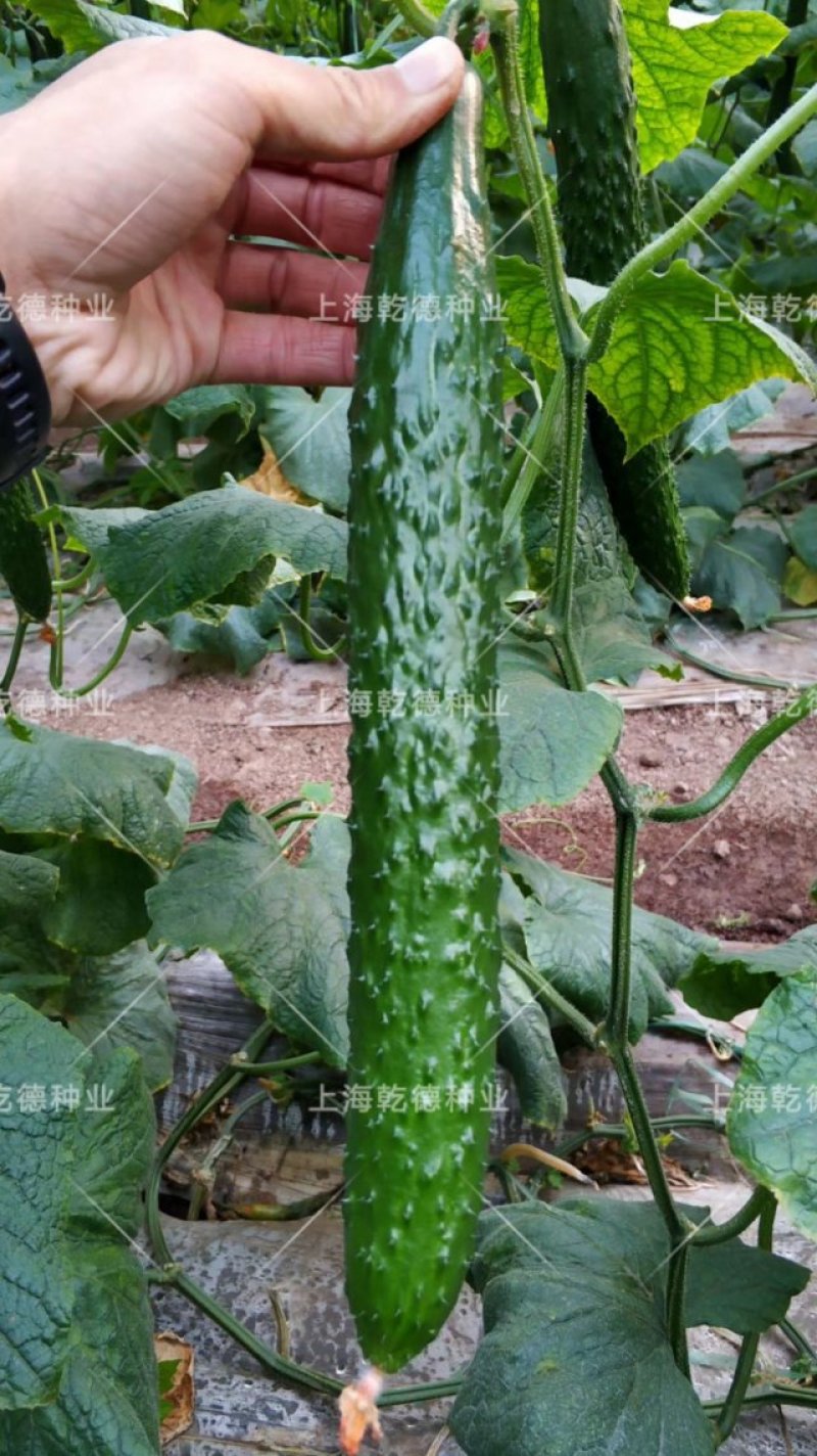 【包邮】乾德全亮冬全雌油亮头圆粗把黄瓜品种