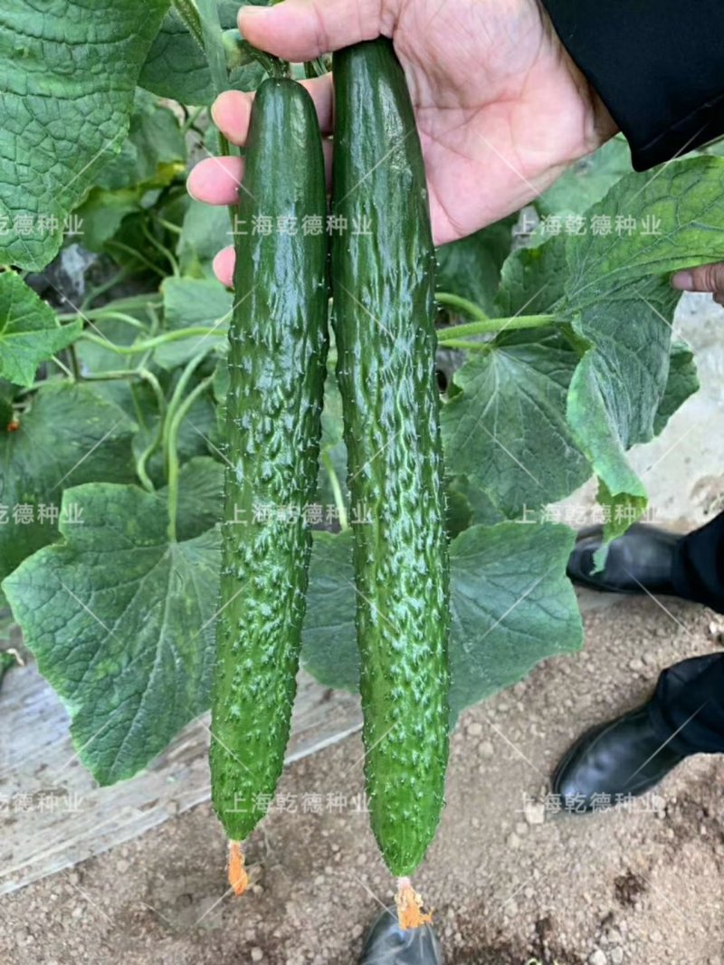 【包邮】乾德全亮冬全雌油亮头圆粗把黄瓜品种