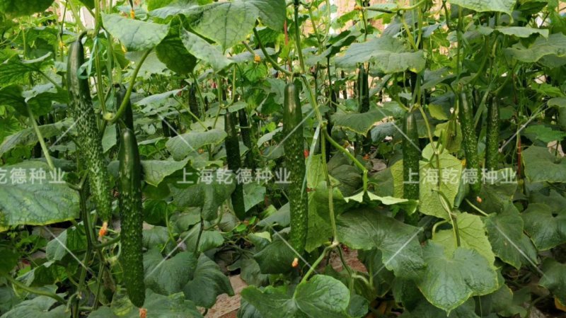【包邮】乾德全亮冬全雌油亮头圆粗把黄瓜品种