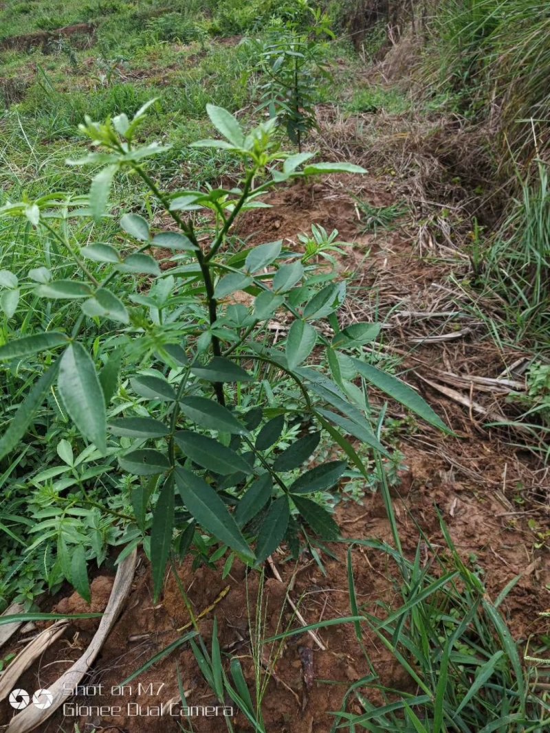 花椒苗，一年挂果，包回收，包技术指导，产量高，好管理，
