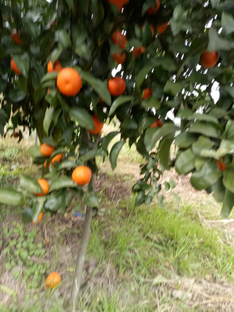 砂糖桔