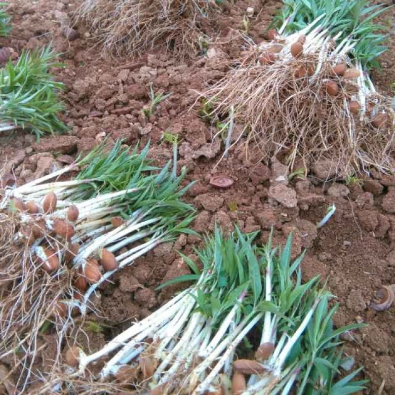 优质桃芽，无病，根系发达粗壮桃芽桃核毛桃核