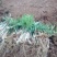 优质桃芽，无病，根系发达粗壮桃芽桃核毛桃核