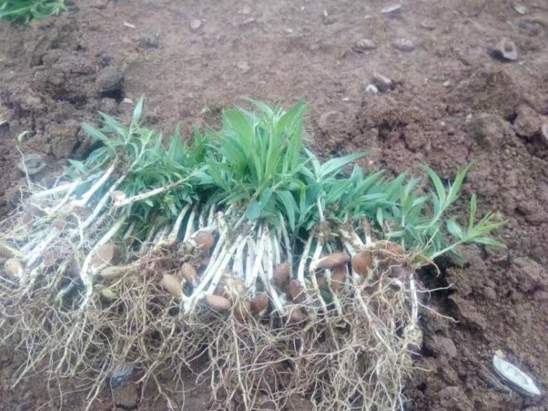 优质桃芽，无病，根系发达粗壮桃芽桃核毛桃核