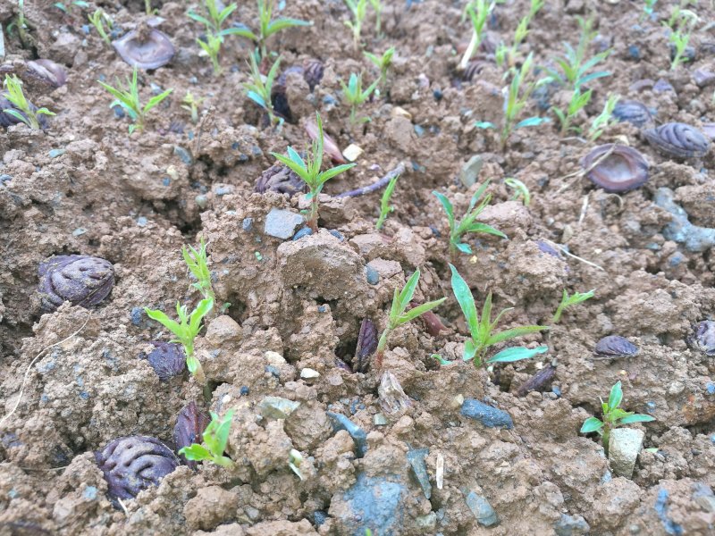 优质桃芽，无病，根系发达粗壮桃芽桃核毛桃核