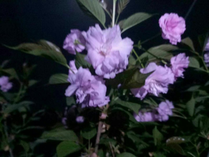 樱花树苗早樱晚樱都有胸径30-150都有