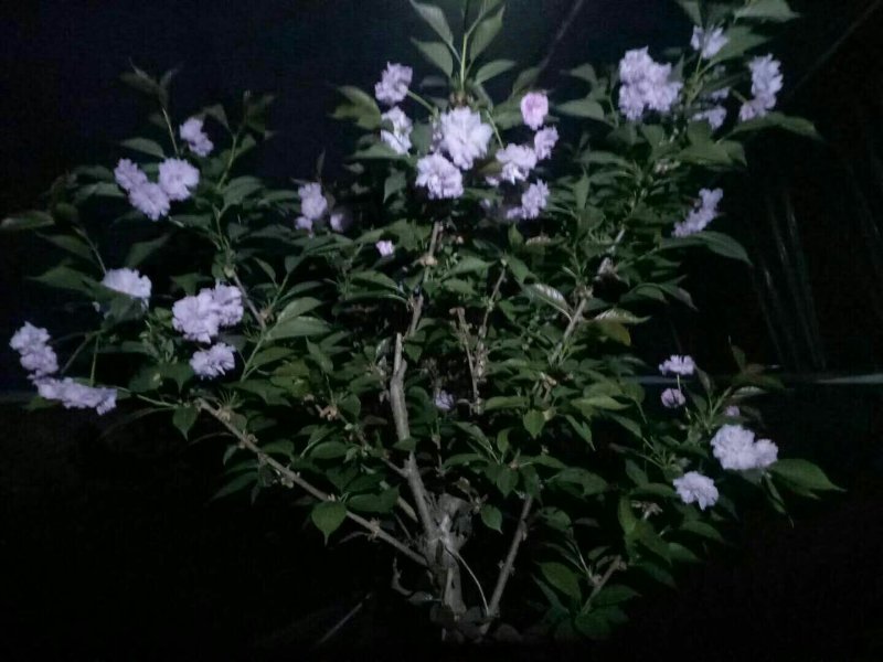 樱花树苗早樱晚樱都有胸径30-150都有