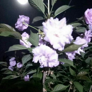 樱花树苗早樱晚樱都有胸径30-150都有