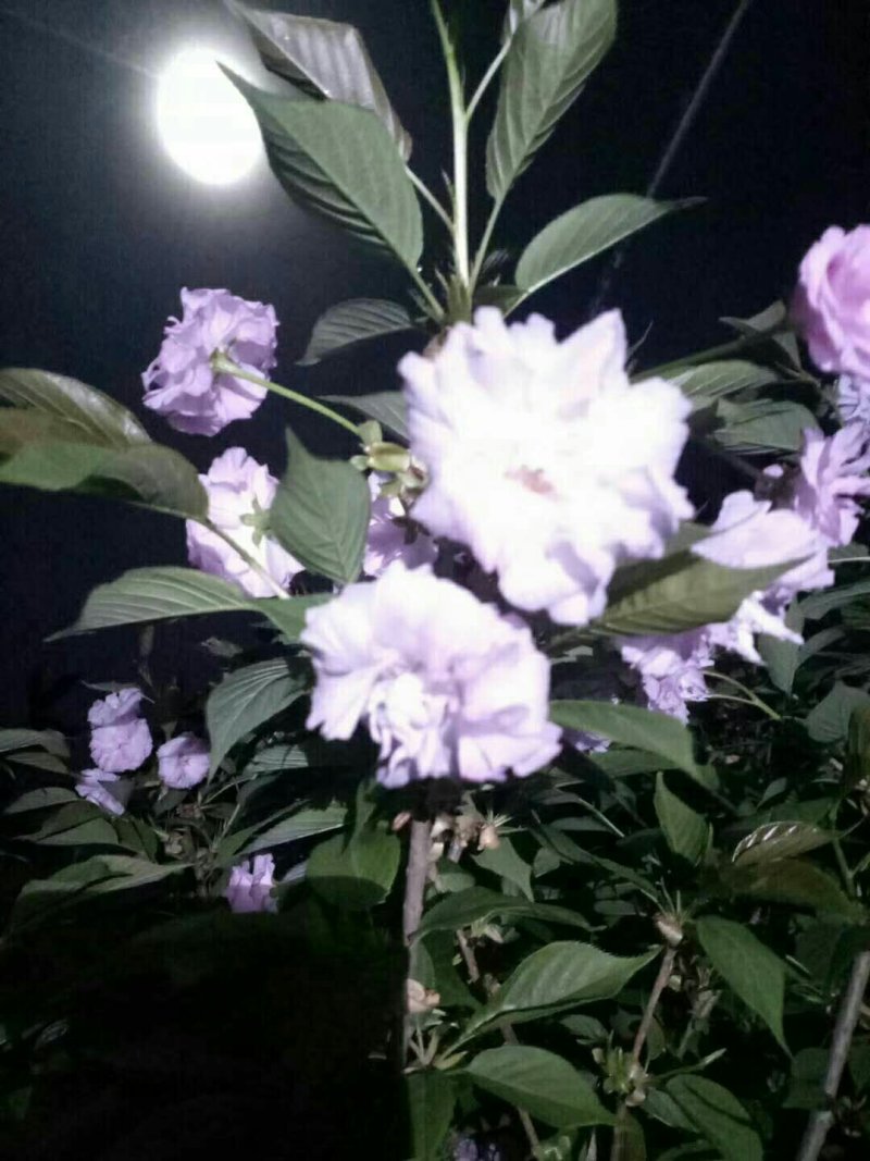 樱花树苗早樱晚樱都有胸径30-150都有