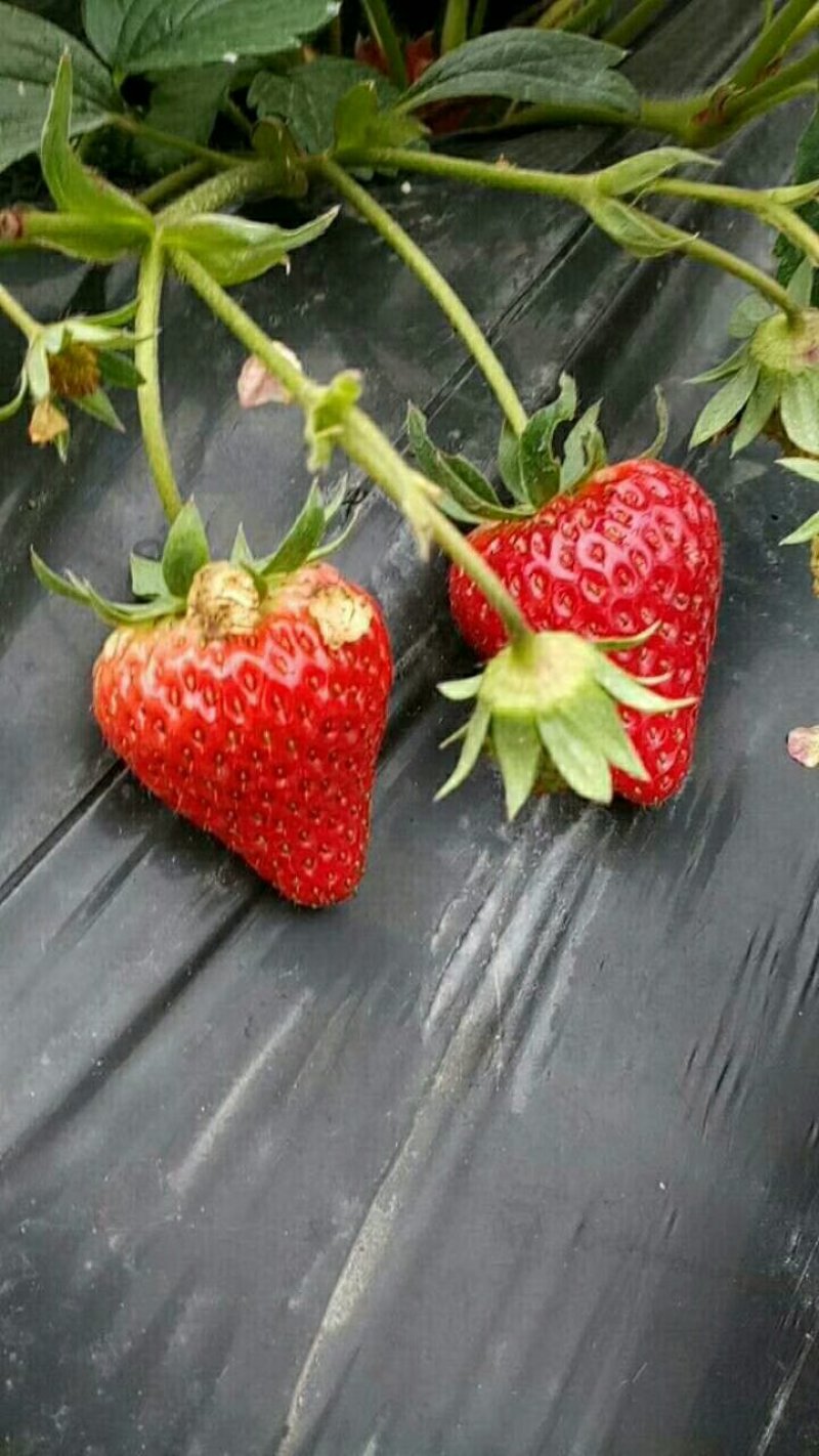 奶油草莓牛奶草莓妙香玫瑰香草莓