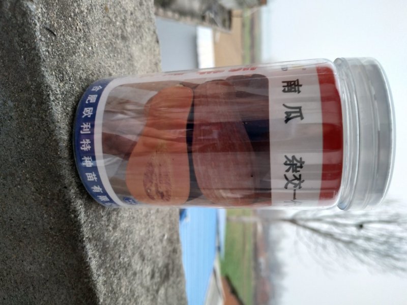 南瓜种