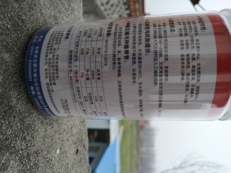 南瓜种