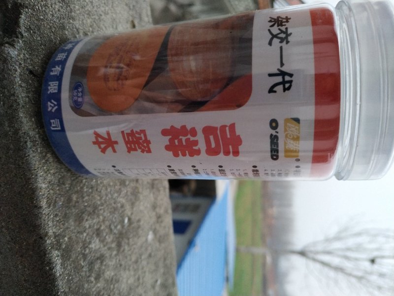 南瓜种