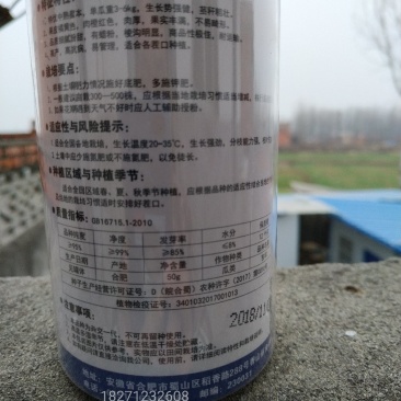 南瓜种