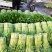 芹菜，小棵芹菜大量出售，地址安徽省砀山县。