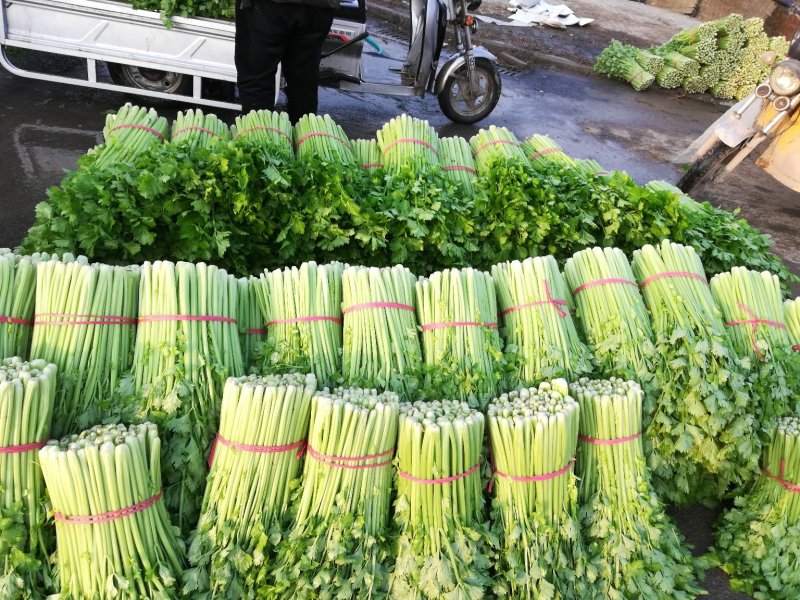 芹菜，小棵芹菜大量出售，地址安徽省砀山县。